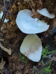 Crepidotus malachius