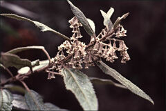 Asterotrichion discolor