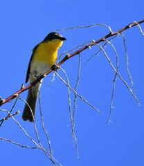 Icteria virens