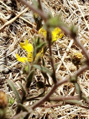 Hemizonia congesta lutescens