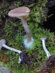 Pseudoclitocybe