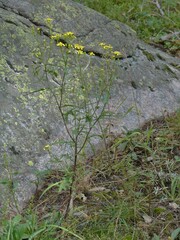 Senecio eremophilus