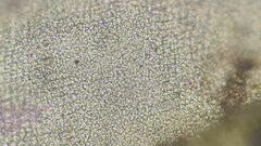 Leptodontium paradoxum