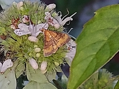 Pyrausta onythesalis