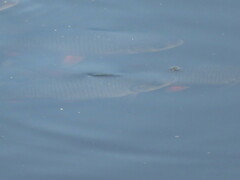 Scardinius erythrophthalmus