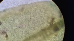 Leptodontium paradoxum