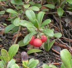 Arctostaphylos uva-ursi