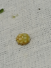 Calvia decemguttata