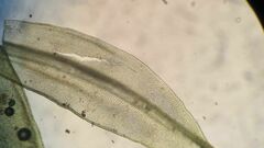 Leptodontium paradoxum