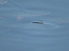Scardinius erythrophthalmus