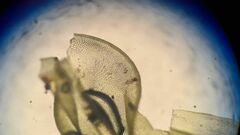 Leptodontium paradoxum