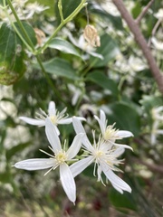 Clematis glycinoides
