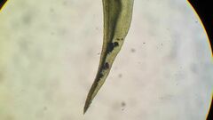 Leptodontium paradoxum