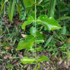 Azima sarmentosa