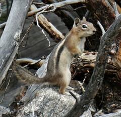 Callospermophilus lateralis