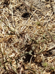 Hemizonia congesta lutescens