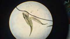 Leptodontium paradoxum