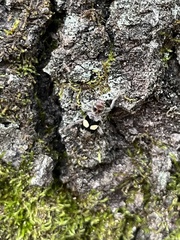 Enoclerus bimaculatus