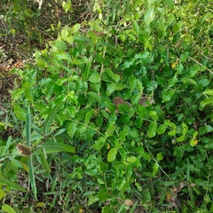 Azima sarmentosa