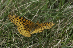 Boloria bellona