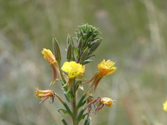 Oenothera villosa