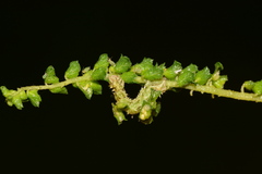 Synchlora