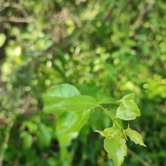 Azima sarmentosa