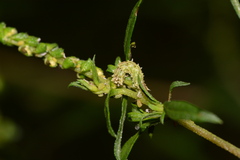 Synchlora