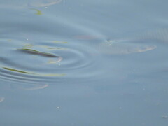 Scardinius erythrophthalmus