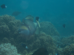 Balistoides viridescens