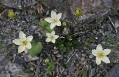 Parnassia glauca