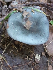 Russula redolens