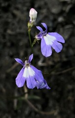 Lobelia kalmii