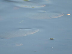 Scardinius erythrophthalmus
