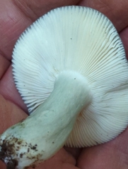 Russula redolens