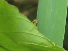 Propylea quatuordecimpunctata