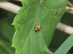 Propylea quatuordecimpunctata