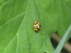 Propylea quatuordecimpunctata