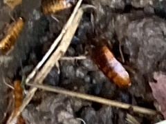 Shelfordella lateralis