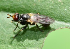 Thecophora