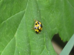 Propylea quatuordecimpunctata