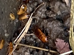 Shelfordella lateralis