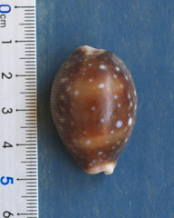 Lyncina vitellus