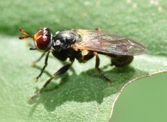 Thecophora