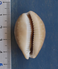 Lyncina vitellus