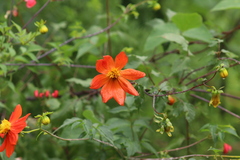 Dahlia coccinea