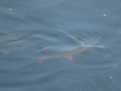 Scardinius erythrophthalmus