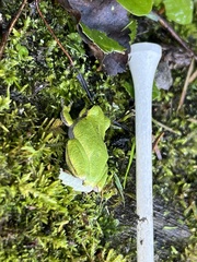 Hyla versicolor