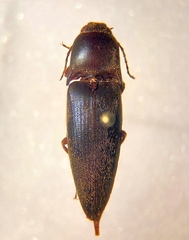 Diplostethus opacicollis