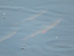 Scardinius erythrophthalmus